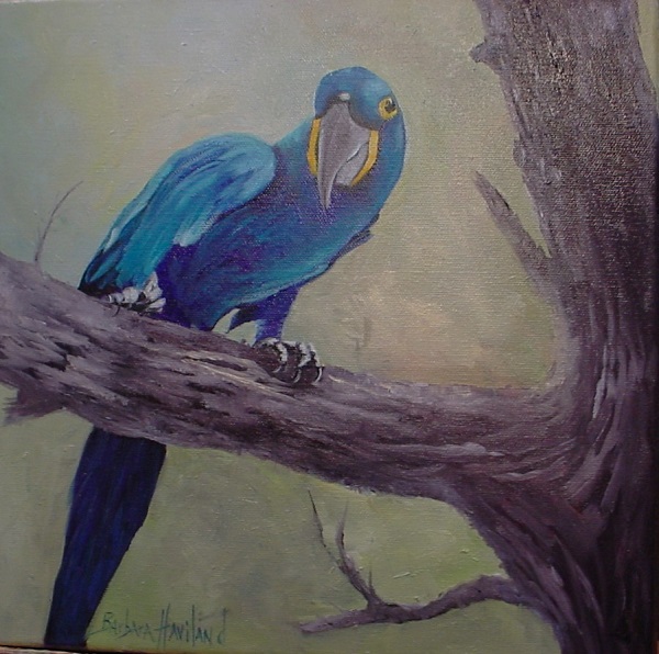 Blue Hyacinth Macaw Parrot