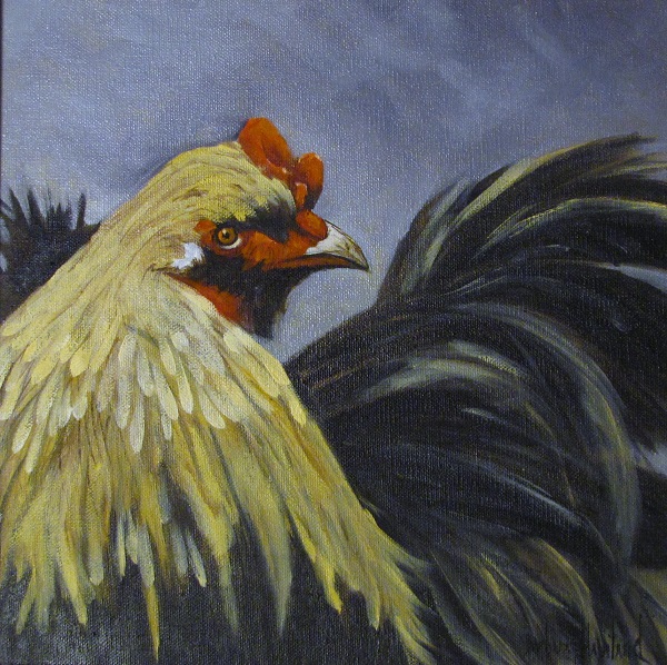 Fighting Rooster, wildlife