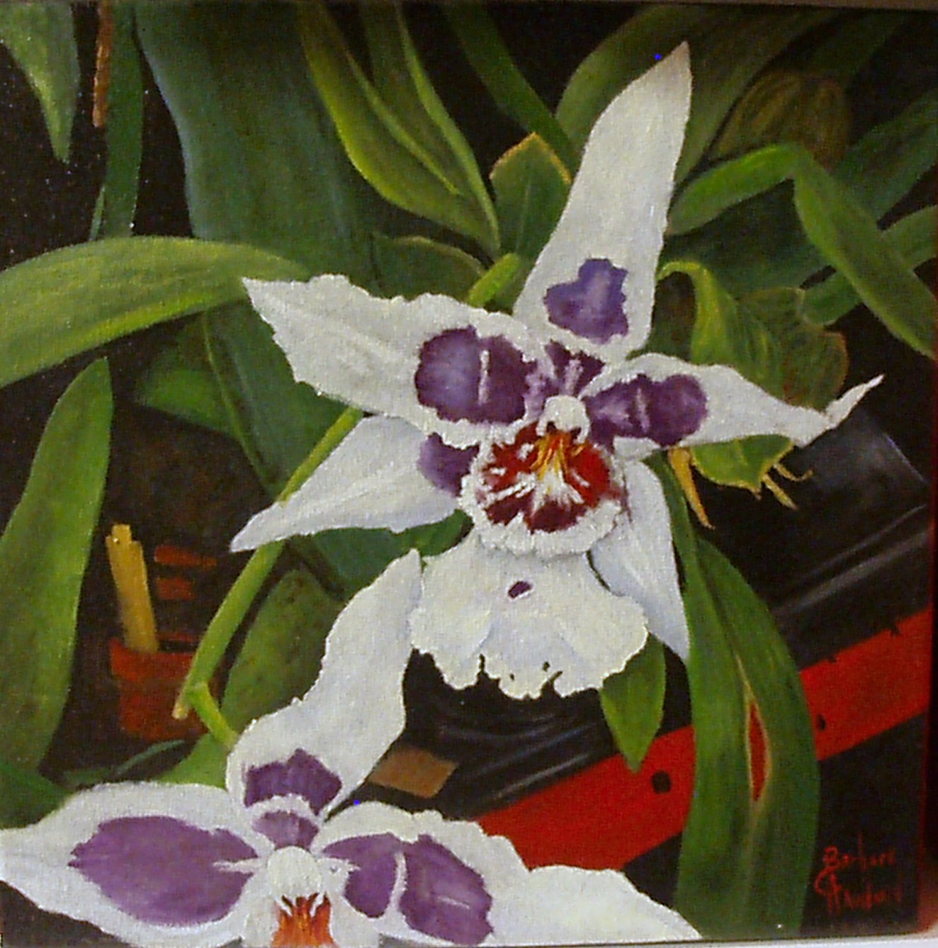 Wendy's Orchid Cattleyea