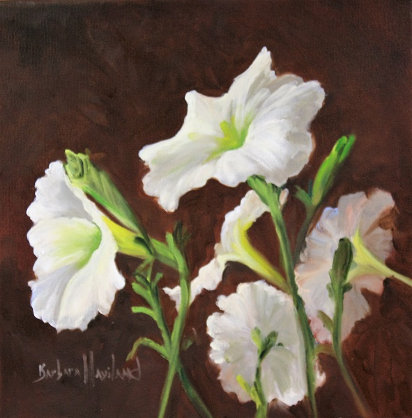 White Petunias on the Square by Barbara Haviland
