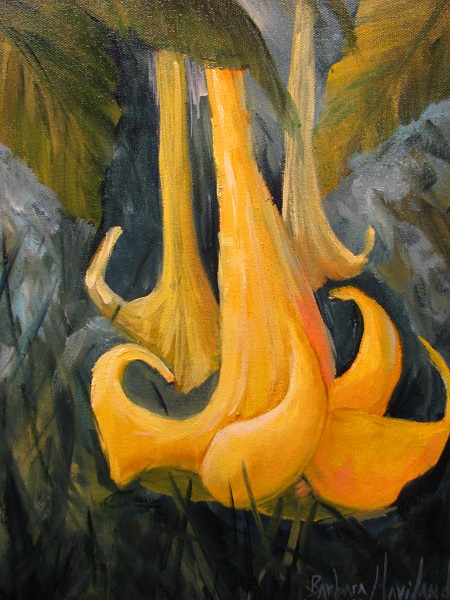 Yellow Angel's Trumpet