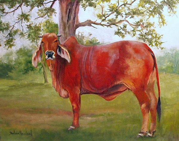 Bessie The Brahma Cow, Prints available