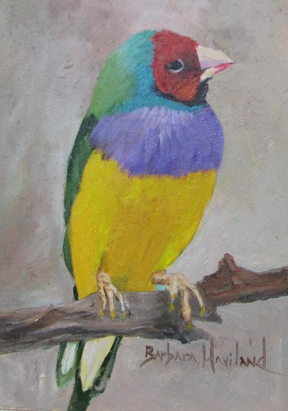 Rainbow Finch, bird