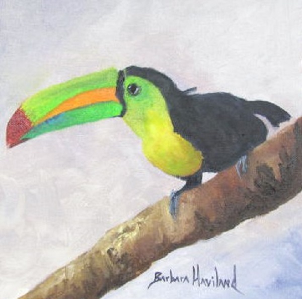 Toucan,bird