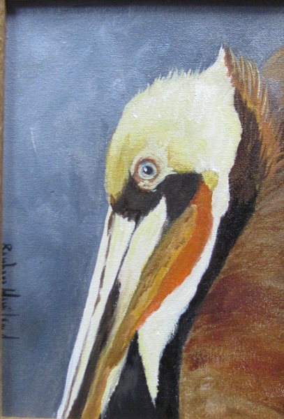 Brown Pelican up close