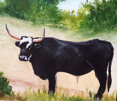 Black Steer,bovine