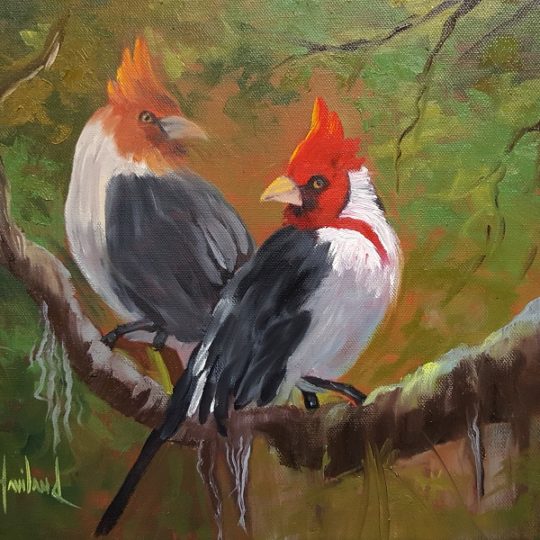 Red Crested Cardinals