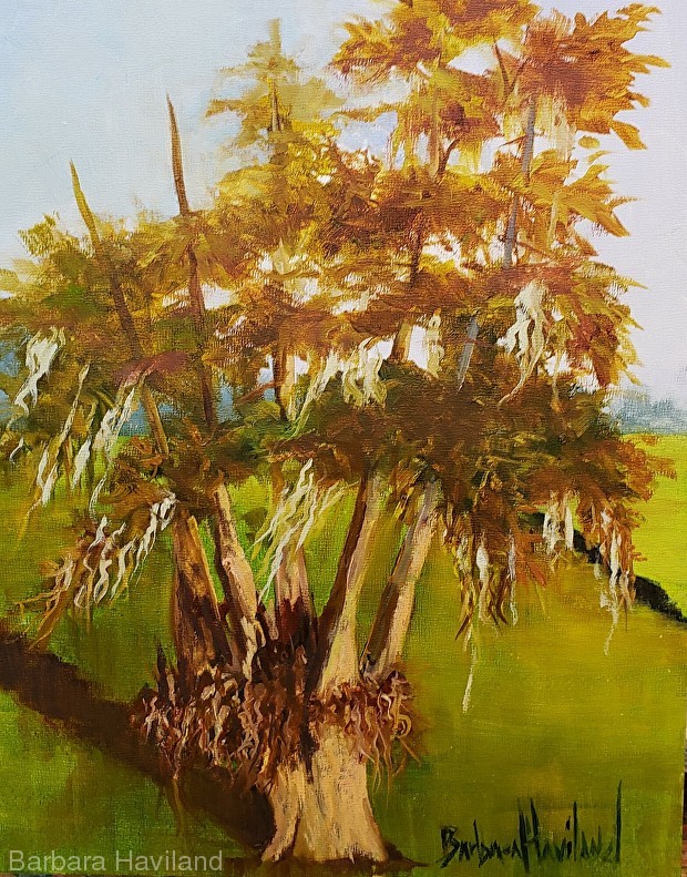 Trees at Dam B