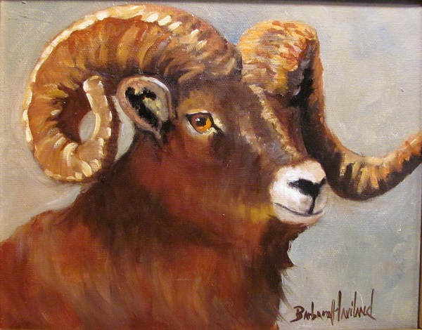 Wildlife, Head shot of Bighorn Sheep Ram