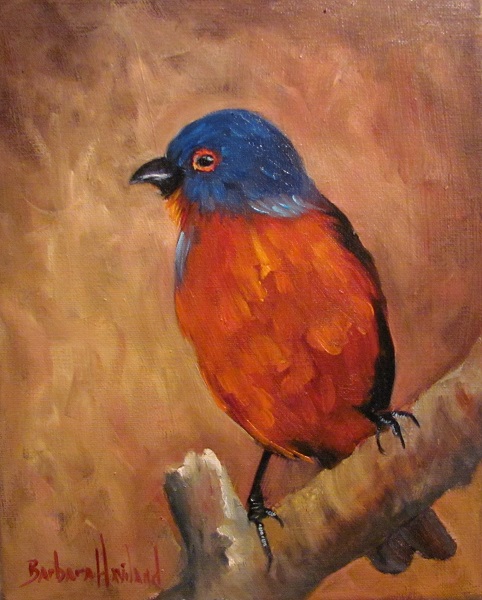 Bunting,bird,wildlife,Barbara Haviland
