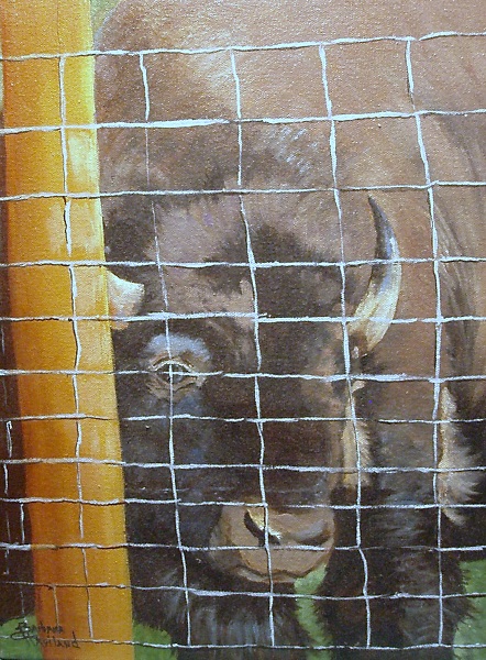 Buffalo or Bison, Wildlife