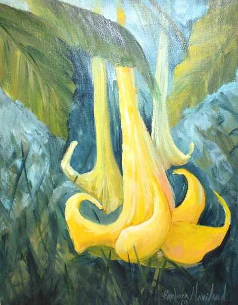 Yellow Angel's Trumpet,flower