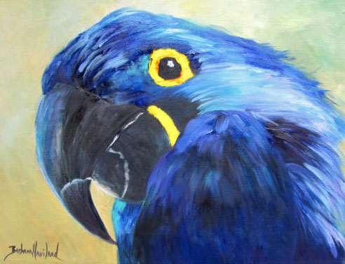 Hyacinth Macaw up-Close