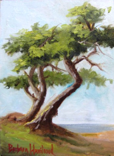 Monterrey Cypress Tree Study