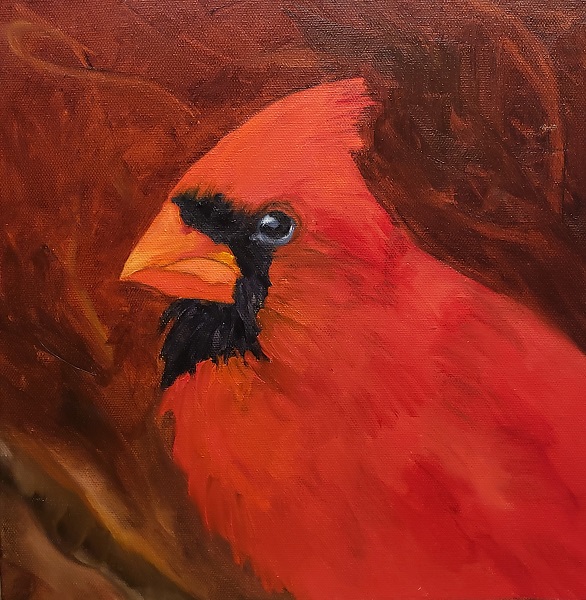Red Cardinal, wildlife