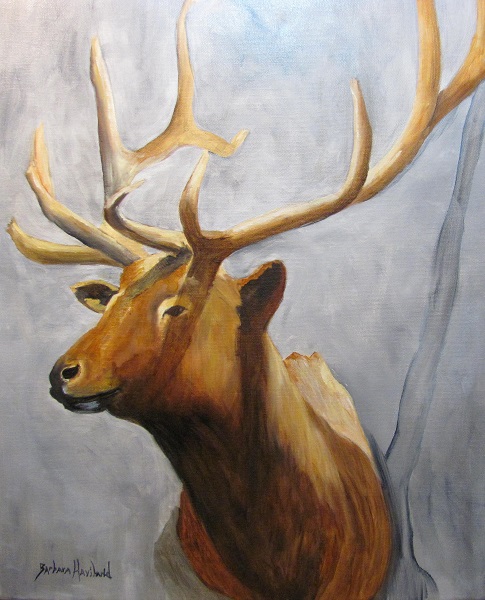 Portrait of an Elk Trophy,wildlife