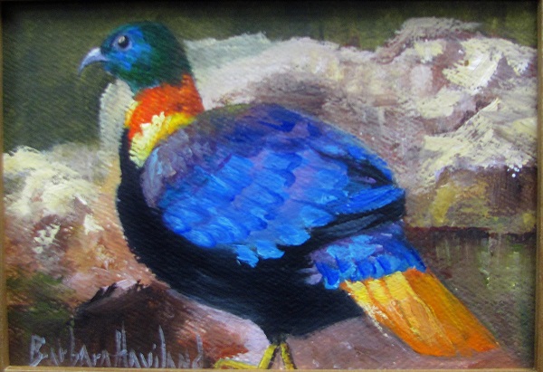 Himalayan Monal, bird, daily painting