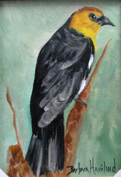 Yellow Hooded Bird