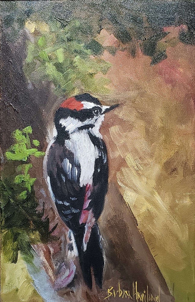 Downy Woodpecker, Barbara Haviland,  bird, wildlife