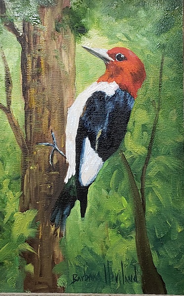 Red Headed Woodpecker, bird, Barbara Haviland