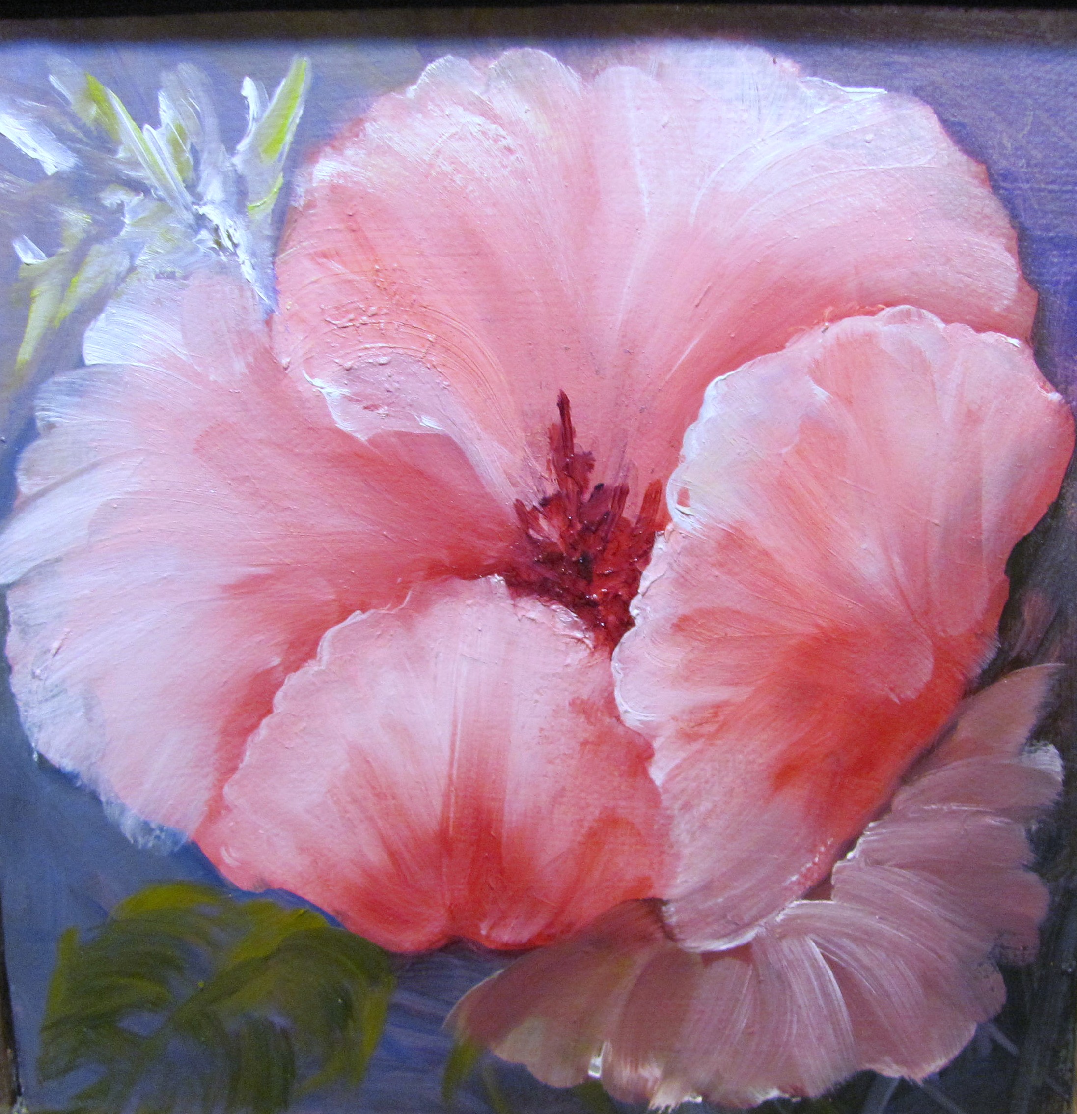 Pink Hibiscus #10 of 50/50/50/FlowerBlog Show Barbara Haviland