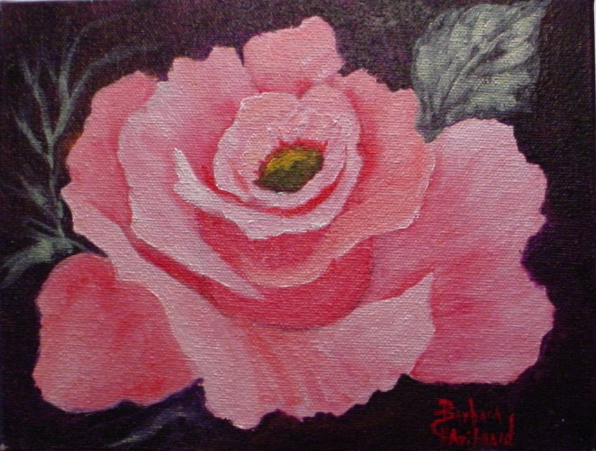 Pink Rose #17 of 50/50/50/ Flower Blog Show